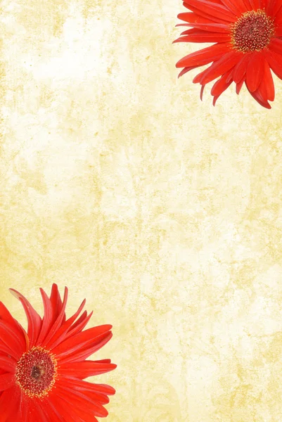 Akwarela papier z czerwonym gerbera daisies — Zdjęcie stockowe