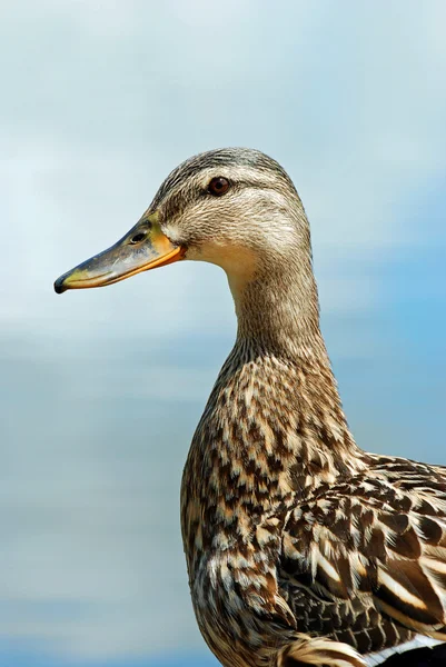 Portre erkek kara ördek — Stok fotoğraf