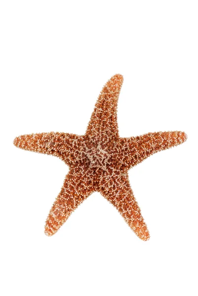 Turuncu denizyıldızı — Stok fotoğraf