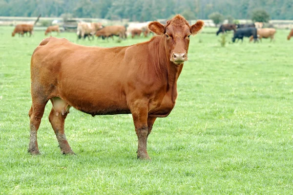 Kvinnliga brun ko — Stockfoto