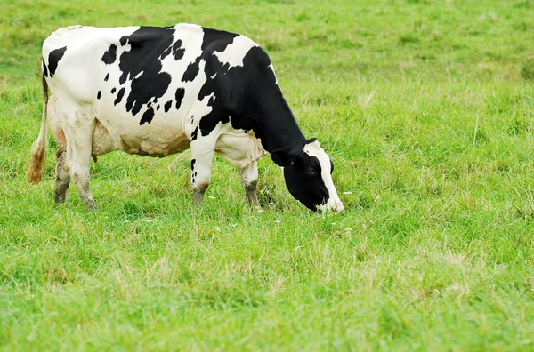 Vaca holstein hembra pastando —  Fotos de Stock