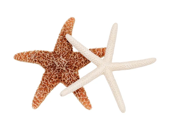 Iki deniz yıldızı — Stok fotoğraf