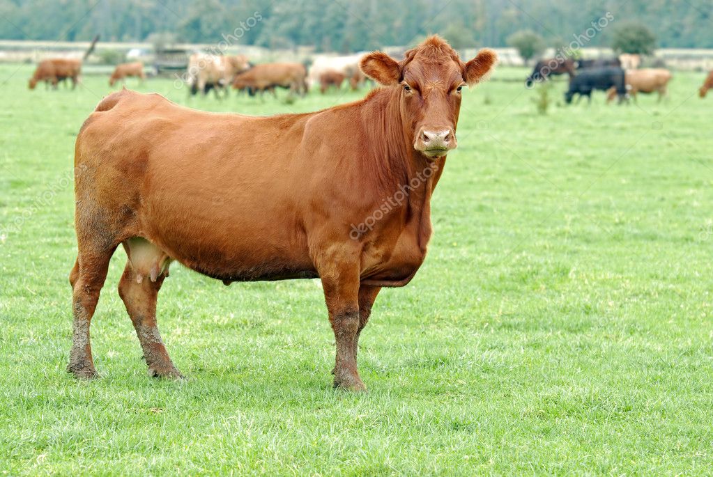 Female brown cow Stock Photo by ©mcgphoto 6738003