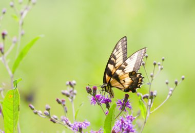 Kaplan swallowtail kelebek