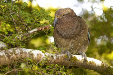 Kea Parrot clipart