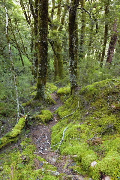 Kayın ormanı — Stok fotoğraf