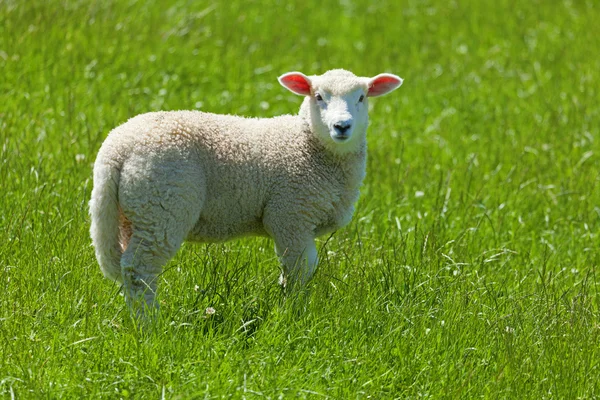 可愛い子羊 — ストック写真
