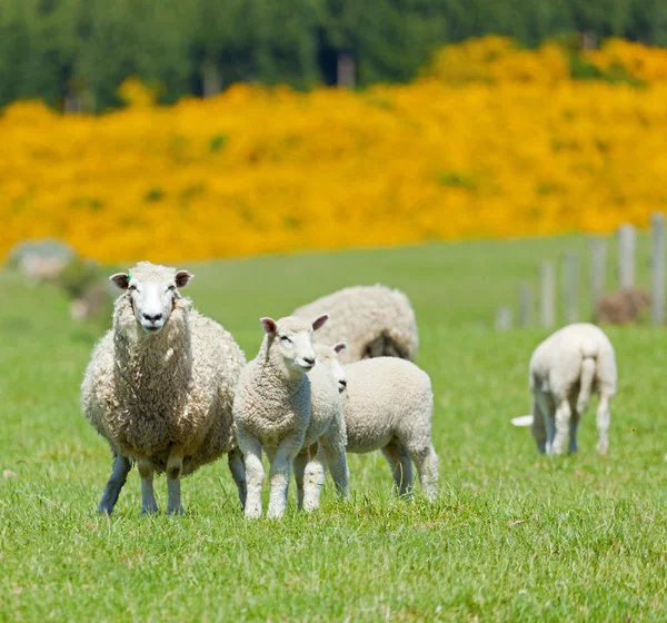 Выпас овец — стоковое фото