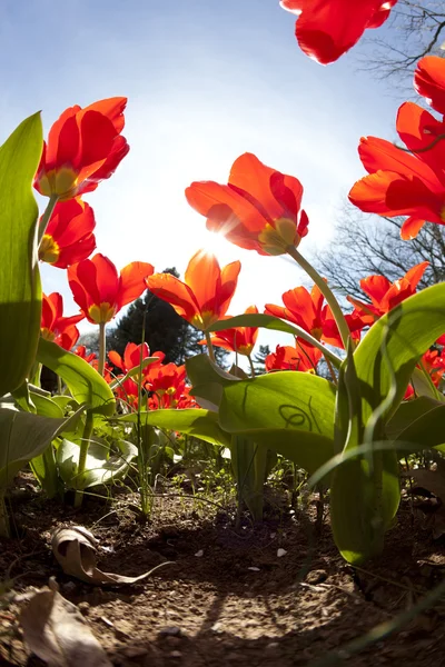 Tulpen in het voorjaar van — Stockfoto