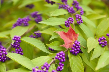 Beautyberries