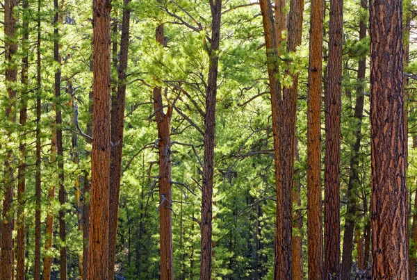 Las sosnowy — Zdjęcie stockowe