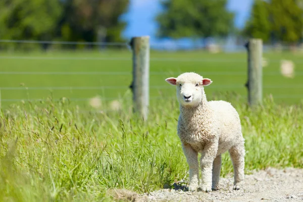 Bébi bárány — Stock Fotó