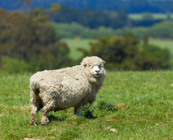 Pascolo ovino — Foto Stock