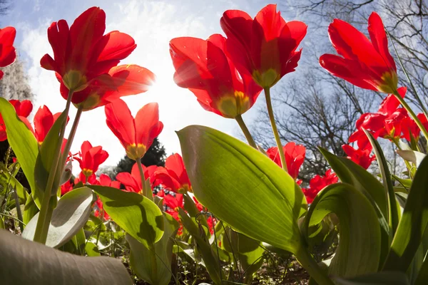 Tulipany wiosną — Zdjęcie stockowe