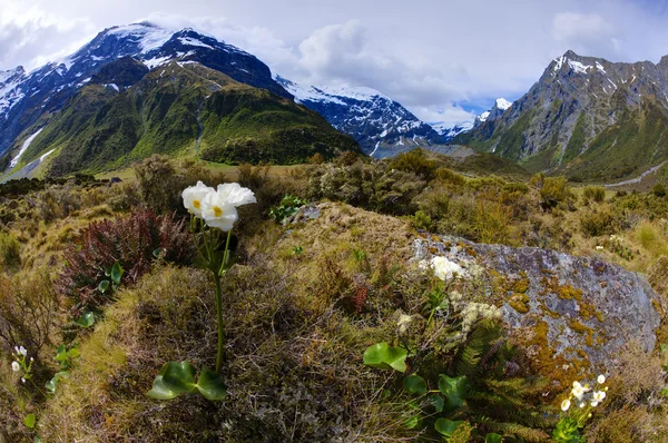 Alpská lilie — Stock fotografie