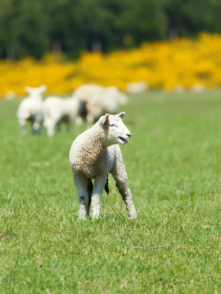 Kis bárány — Stock Fotó