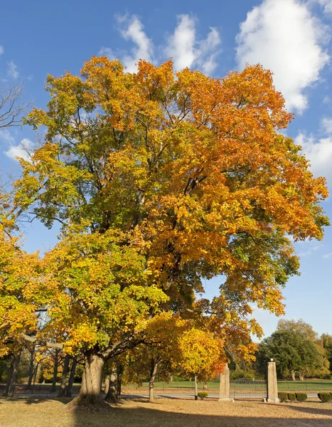 树叶的颜色变化 — 图库照片