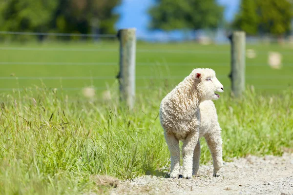 Lamb on the farm — Stock Photo, Image