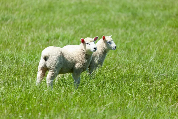 草丛中的羊 — 图库照片