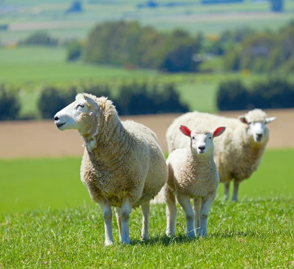 Ovce na farmě — Stock fotografie