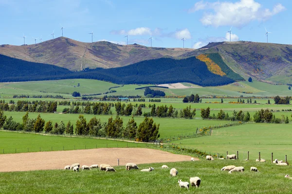 Nový Zéland zemědělství — Stock fotografie