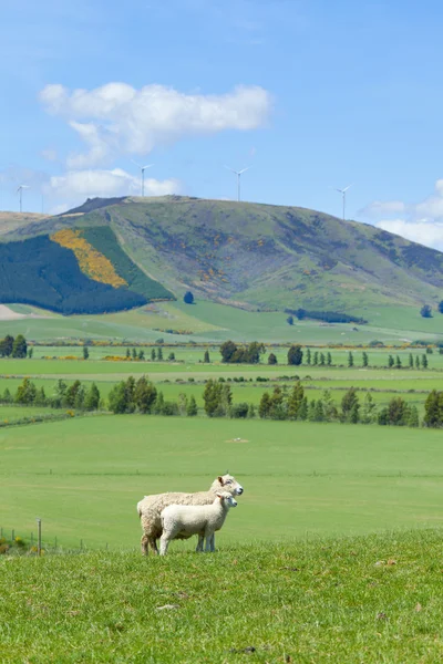 Çiftlikteki koyunlar — Stok fotoğraf