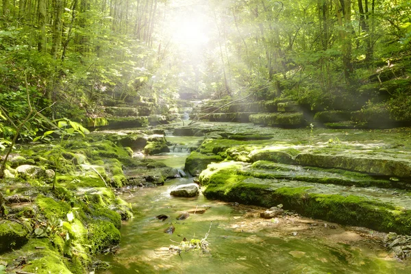 Ruisseau dans la forêt — Photo