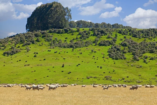 Pastoreio de ovinos — Fotografia de Stock