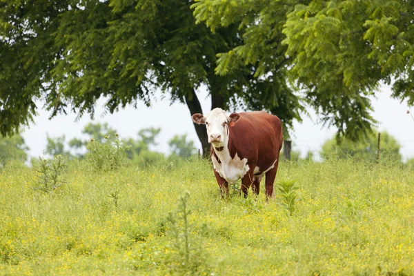 Vache au pâturage — Photo