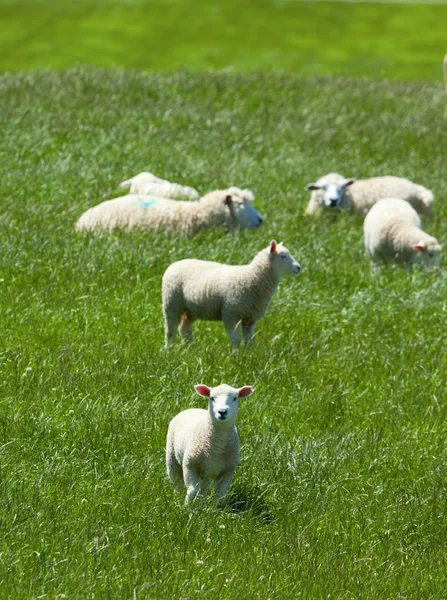 Koyun otlatma — Stok fotoğraf