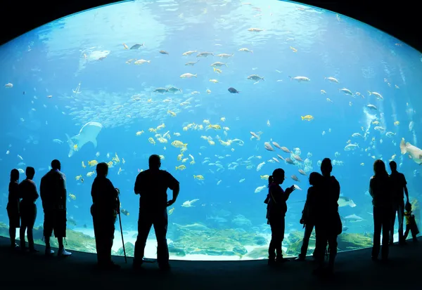 Aquarium — Stockfoto