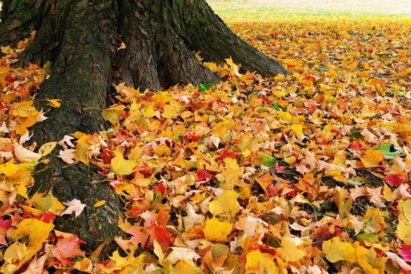 Осенний ковер — стоковое фото