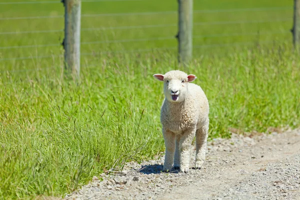 Lamb on the Lam — Stock Photo, Image
