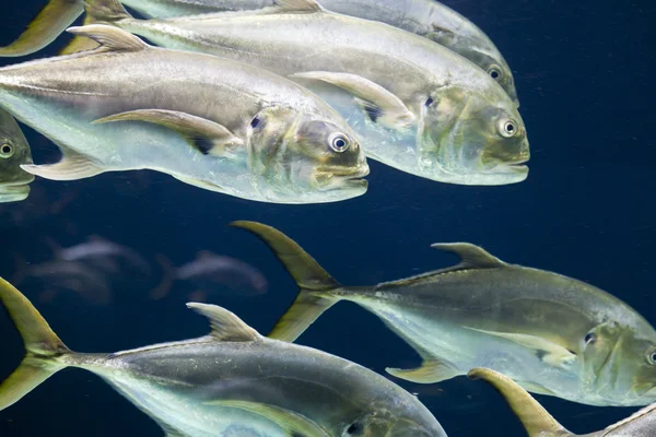 Esqueleto Sufocado Mortos Dos Peixes Imagem de Stock - Imagem de