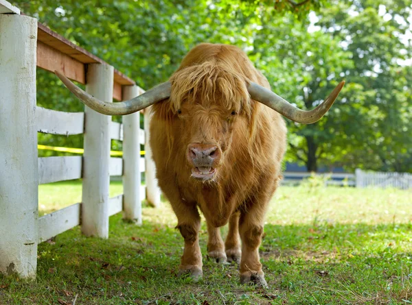 Skotska highlander ox — Stockfoto