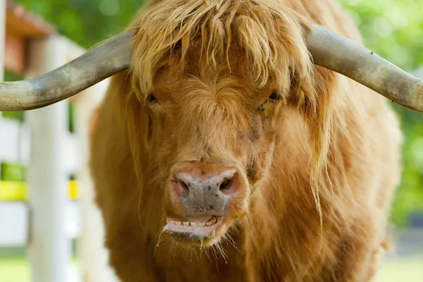 Шотландский горный бык — стоковое фото