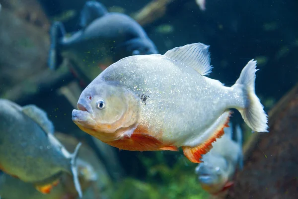 Czerwone piranha — Zdjęcie stockowe