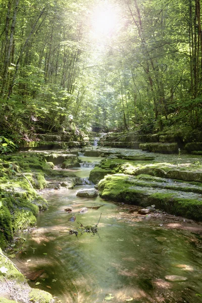 森林里的溪流 — 图库照片