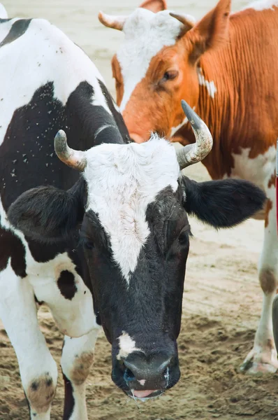 Two Cows — Stock Photo, Image
