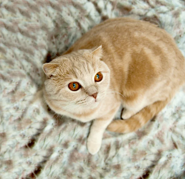 Кот на диване — стоковое фото