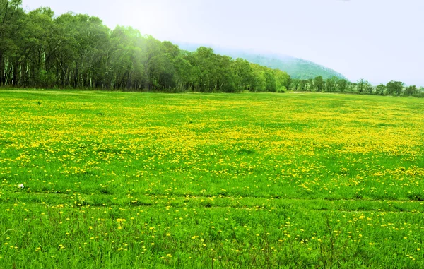 stock image Field of dandelions