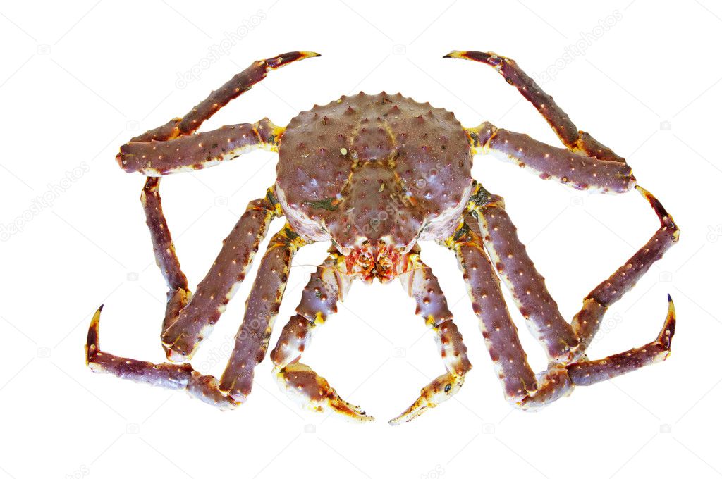 King Crab Stock Photo by ©papa1266 5777330