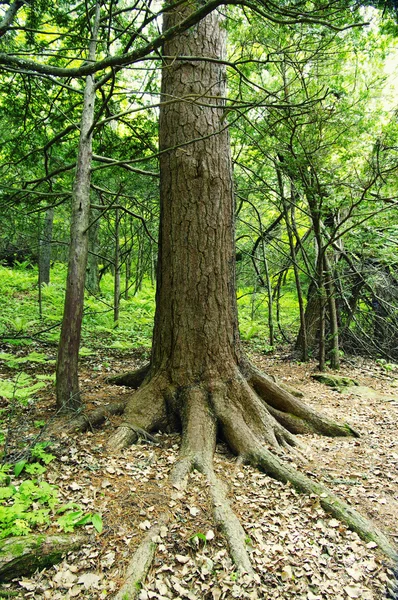 stock image Forest detail with the big pine trees