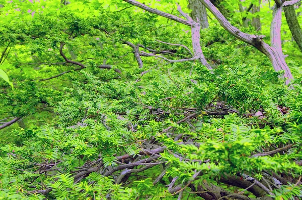 Zielone tło spiczasty cisów w lato — Zdjęcie stockowe