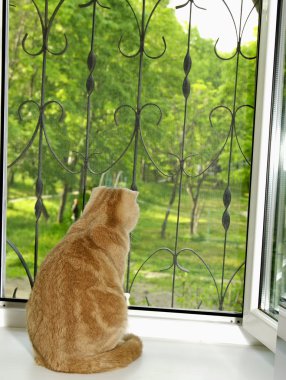 Cat sitting on a window-sill clipart