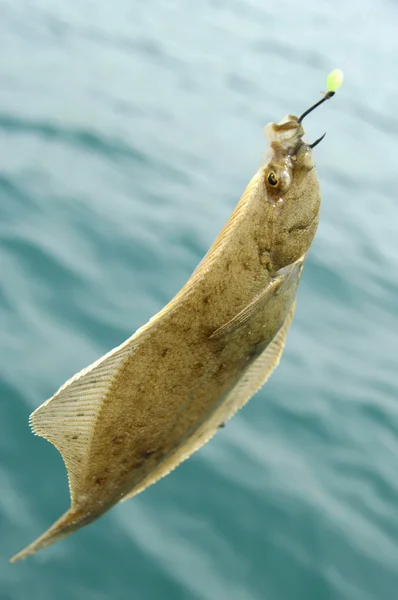 European flounder, Fluke, Flounder. — Stock Photo, Image