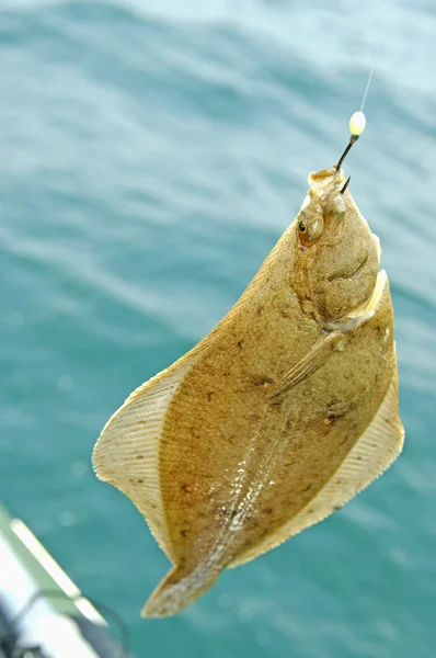Europese flounder, fluke, bot. — Stockfoto