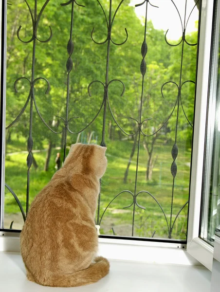 Bir pencere pervazına üzerinde oturan kedi — Stok fotoğraf