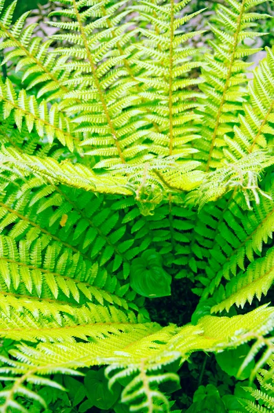 Yeşil eğreltiotu — Stok fotoğraf