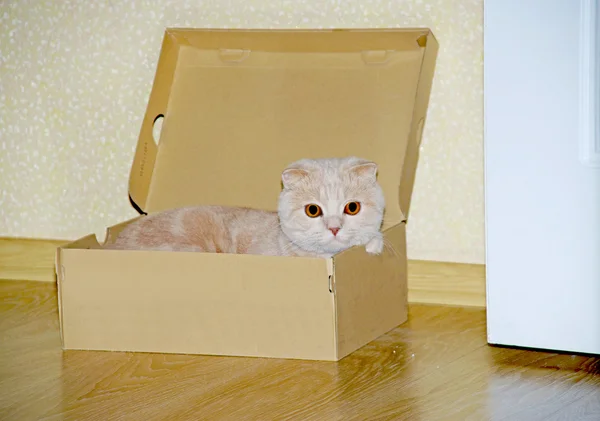 Scottish fold kedi, 11 aylık önünde — Stok fotoğraf